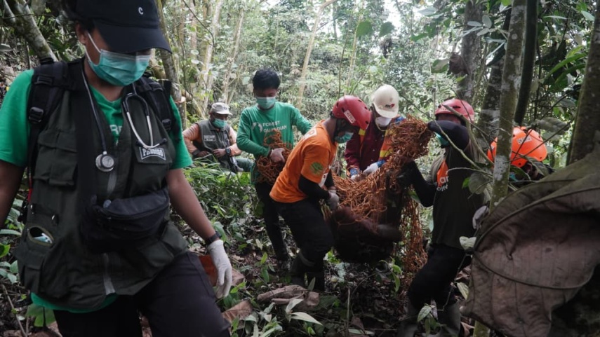 Orang Utan 'Sam' Mengais Sampah di Jalur Perdau Kutim Akhirnya Dievakuasi ke Hutan Lindung