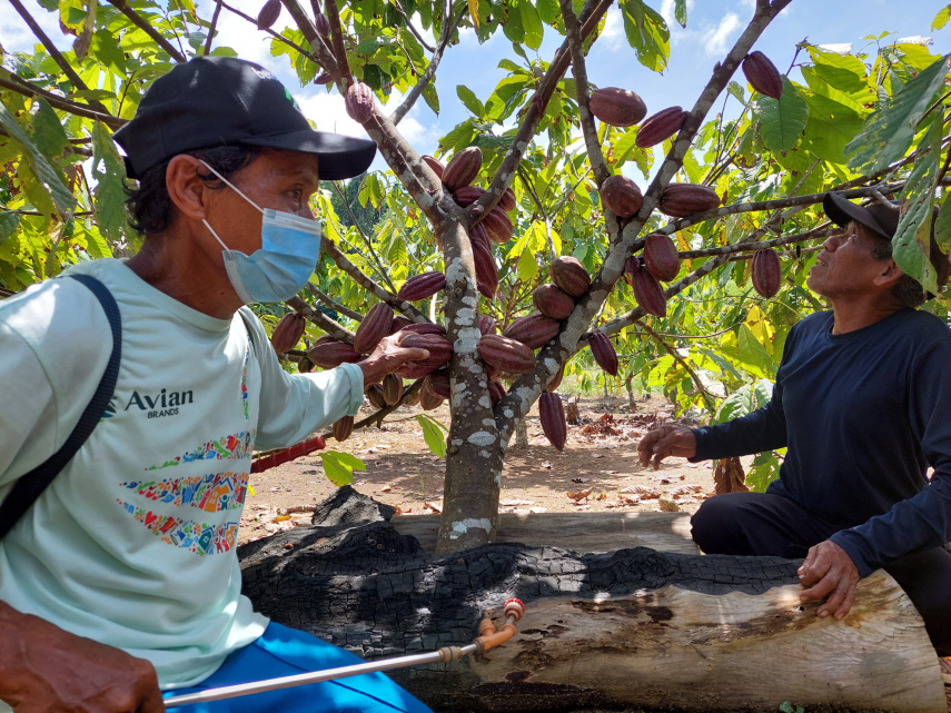 Peningkatan Produksi Kakao dan Kelapa Dalam di Berau Ditarget Tambah Luasan hingga 400 Hektare