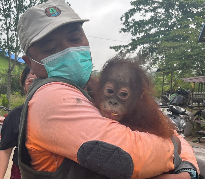 Terpisah dari Induk dan Masuk Pekarangan Warga di Kutim, Bayi Orang Utan "Panji" Berusia 15 Bulan Berhasil Dievakuasi