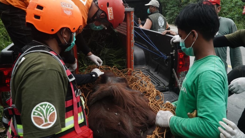 Mengais Makan di Tempat Sampah, Jadi Bukti Habitat Orangutan di Kutim Semakin Kritis