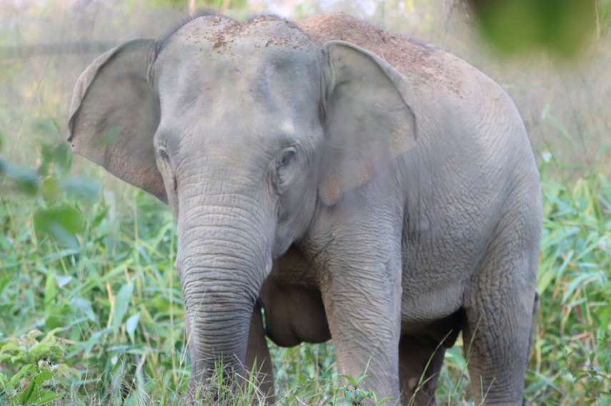 Thailand uses a birth control vaccine to curb its elephant population near expanding farms