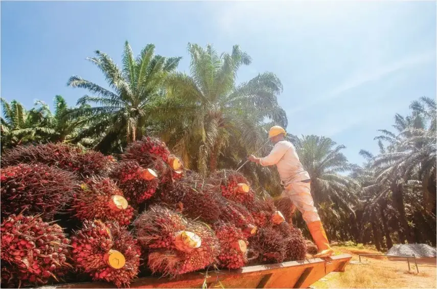 Kabar Baik Petani Sawit Kaltim, Harga TBS Naik Selama Ramadan Tembus Rp 3.266
