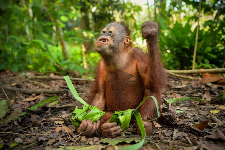 Unik! Rayakan Lebaran, Orang Utan di Rehabilitasi Berau Berburu 'Ketupat' Buah