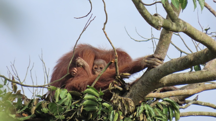 Kisah Haru Penyelamatan Induk Orang Utan dan Bayi Kembar di Habitat yang Rusak