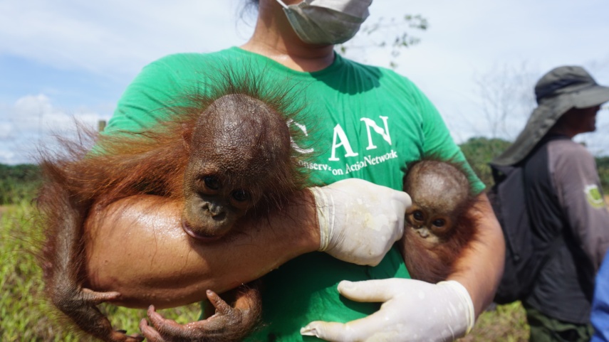 BKSDA Kaltim - CAN Selamatkan Induk Orang Utan dan Bayi Kembar di Tengah Kepungan Tambang dan Sawit di Kutai Timur
