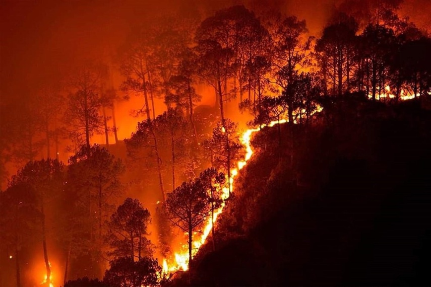 Alarm Merah Karhutla 2026: 71 Ribu Hektar Lahan Terbakar Sebelum Puncak Kemarau