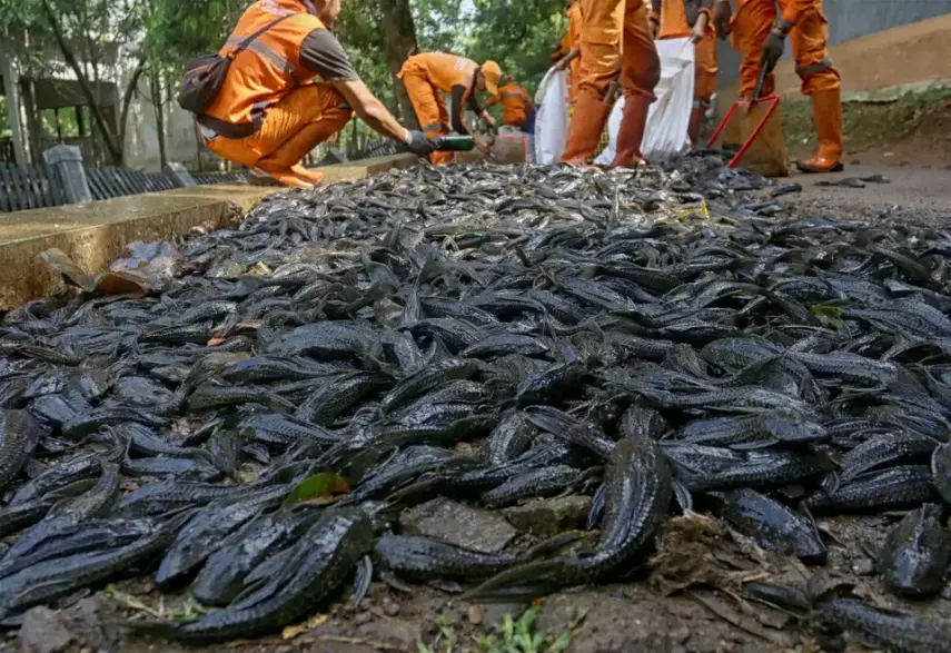 Risiko Logam Berat: Amankah Mengonsumsi Ikan Sapu-Sapu dari Sungai Jakarta?