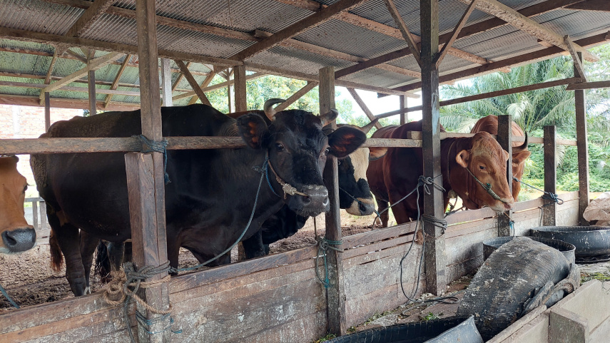 Jelang Iduladha, DPRD Ingatkan Pengawasan Kesehatan Hewan Kurban dan Potensi Kenaikan Harga Daging