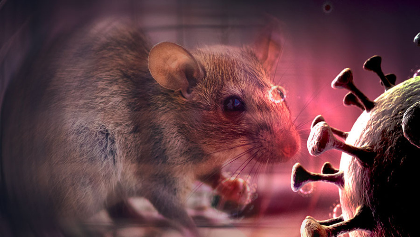 Waspada Wabah Hantavirus: Kenali Gejala, Cara Penularan, dan Risikonya di Indonesia