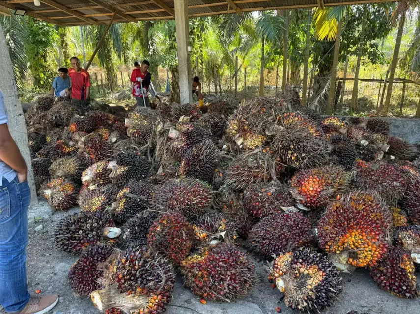 Kementan Ancam Cabut Izin Usaha 139 Pabrik Kelapa Sawit yang Beli TBS Murah