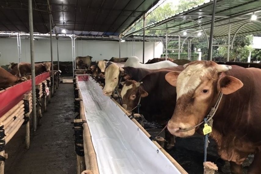 Jelang Iduladha 1447 H, BBKHIT Perketat Pengawasan Hewan Kurban Masuk Kaltim