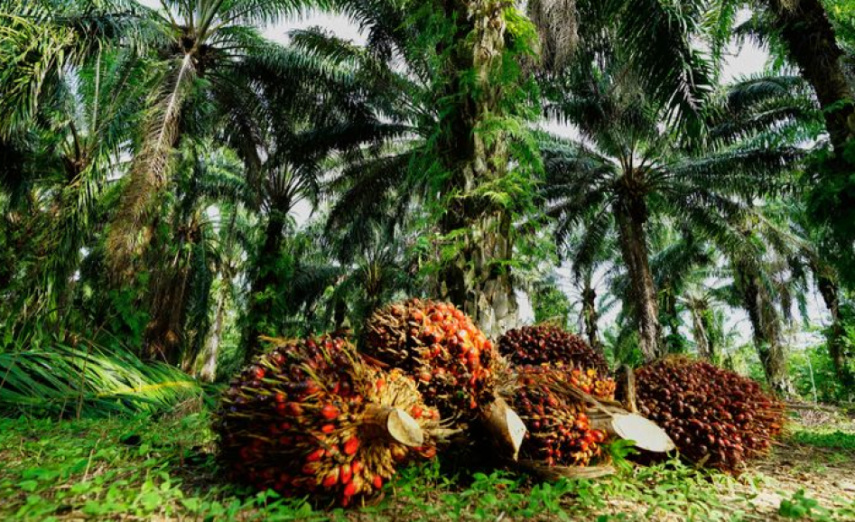 Harga Sawit Kaltim Terbaru Mei 2026, TBS Usia 10 Tahun Tembus Rp 3.558 Per Kg