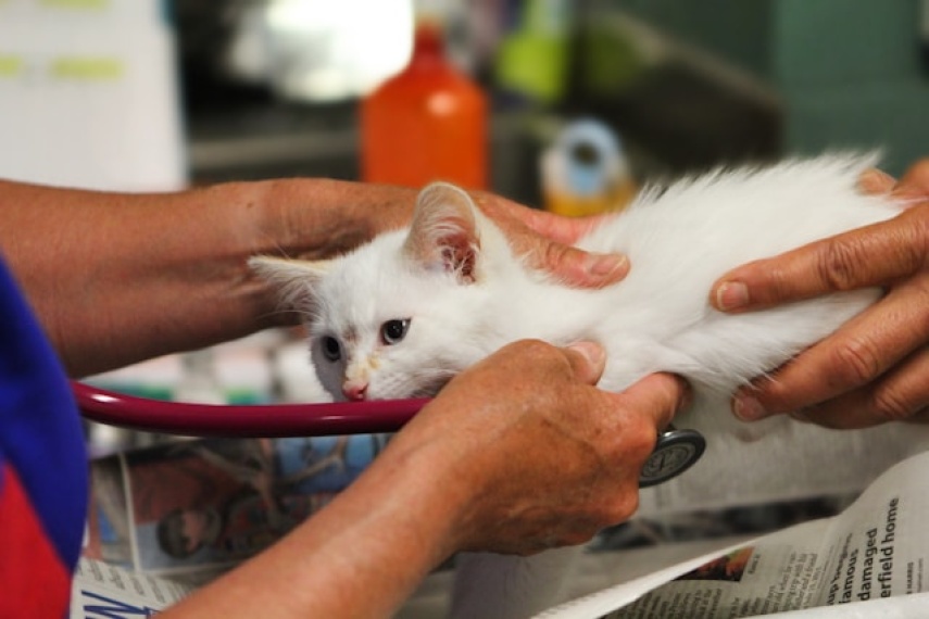 Panduan Lengkap Memelihara Kucing bagi Pemilik Baru: Tips Perawatan, Kesehatan, dan Solusi Bulu Rontok