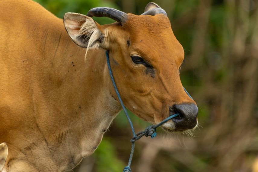 3 Golongan Utama yang Berhak Menerima Pembagian Daging Kurban Menurut Syariat