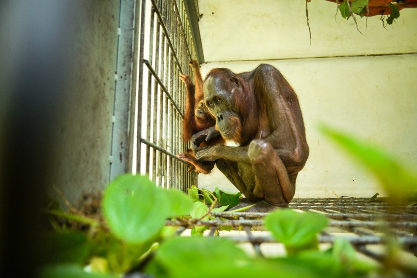 Sempat Viral Kurus Kering di Tambang, Orang Utan Mauliyan dan Bayinya Kini Bebas di Hutan Lindung