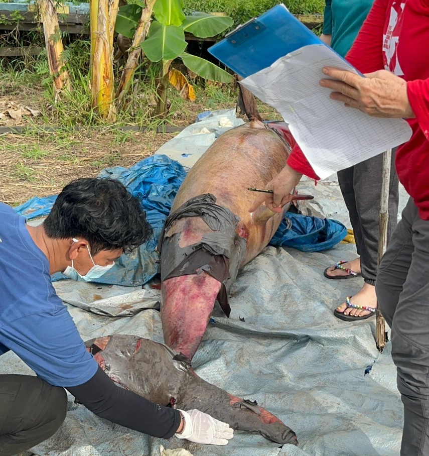 Pesut Mahakam Berusia Sekitar 30 Tahun Ditemukan Mati di Perairan Desa Liang