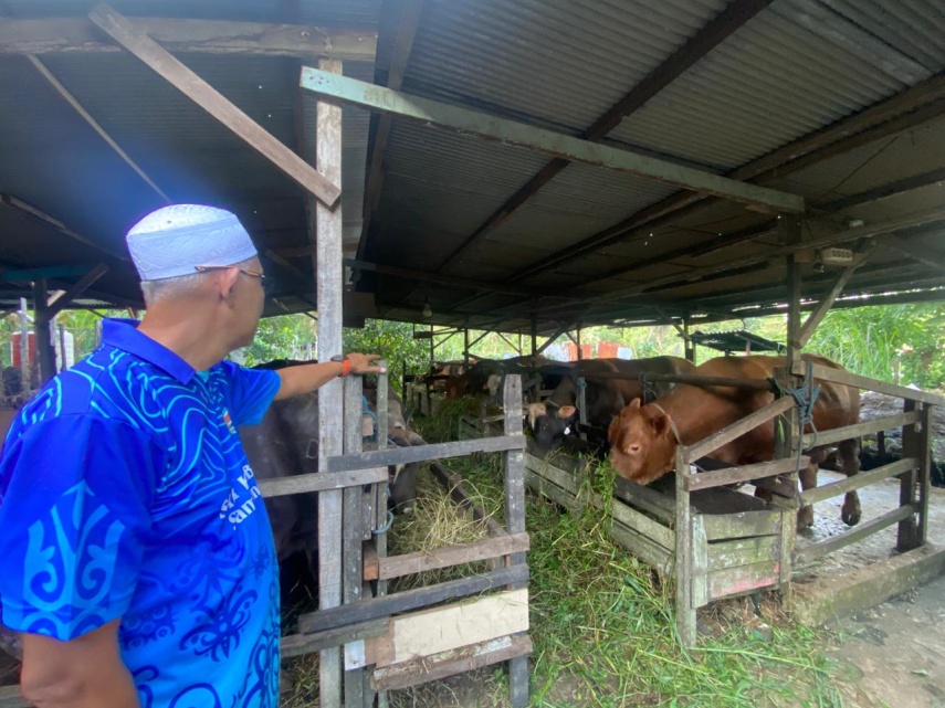 Jelang Iduladha Penjualan Sapi Kurban di Samarinda Terpantau Stabil, Dibanderol Harga Rp15 - 50 Jutaan