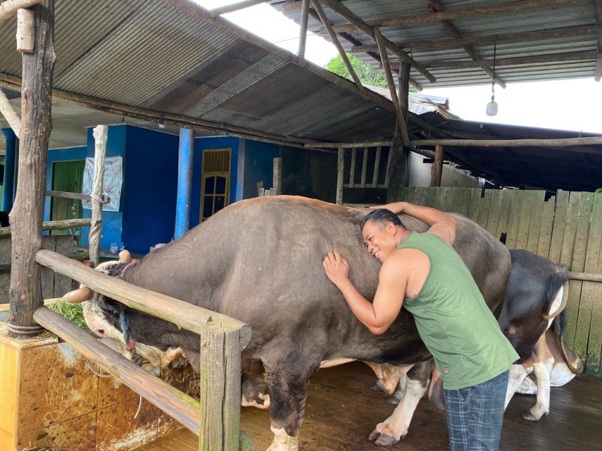 Sapi “Bejo” Seberat 1 Ton Terpilih Jadi Hewan Kurban Bantuan Presiden di Samarinda