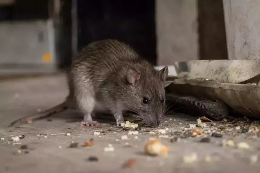 Waspada! 5 Penyakit Berbahaya yang Ditularkan Tikus Selain Hantavirus