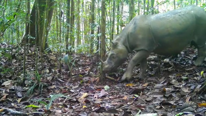 Bantah Isu Pengosongan Hutan, Evakuasi Badak Pari Mahulu Murni Demi Selamatkan Genetik Spesies