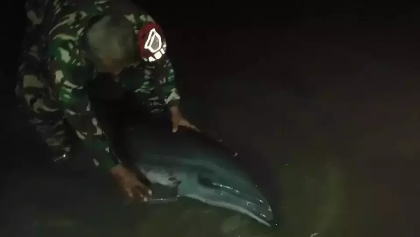Diduga Diserang Buaya, Lumba-Lumba Penuh Luka Mati Terdampar di Pantai Balikpapan