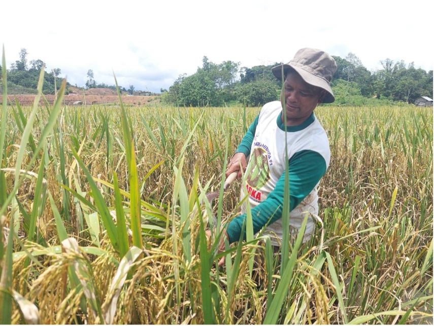 Kurangi Ketergantungan Tambang, DPRD Berau Dorong Kampung Kembangkan Sektor Pertanian