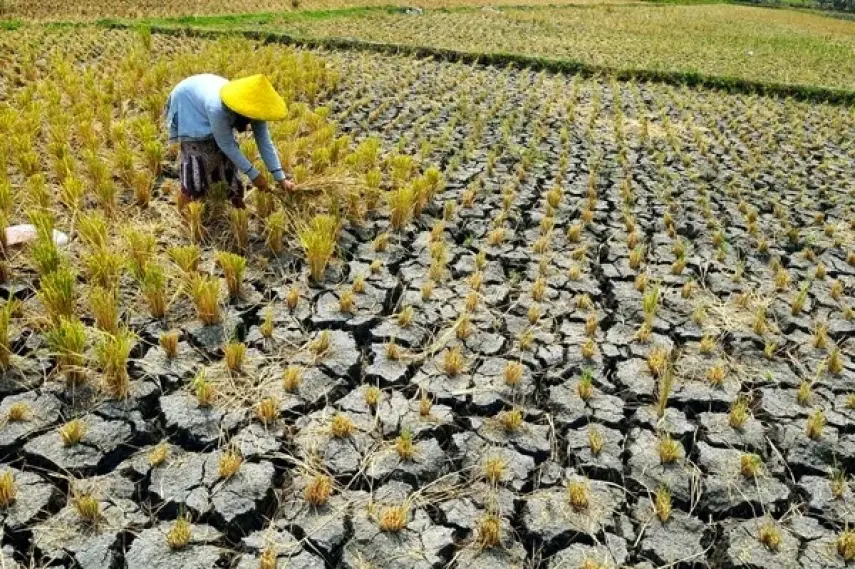 9 Kecamatan Terancam Gagal Panen, Kukar Siapkan Langkah Antisipasi