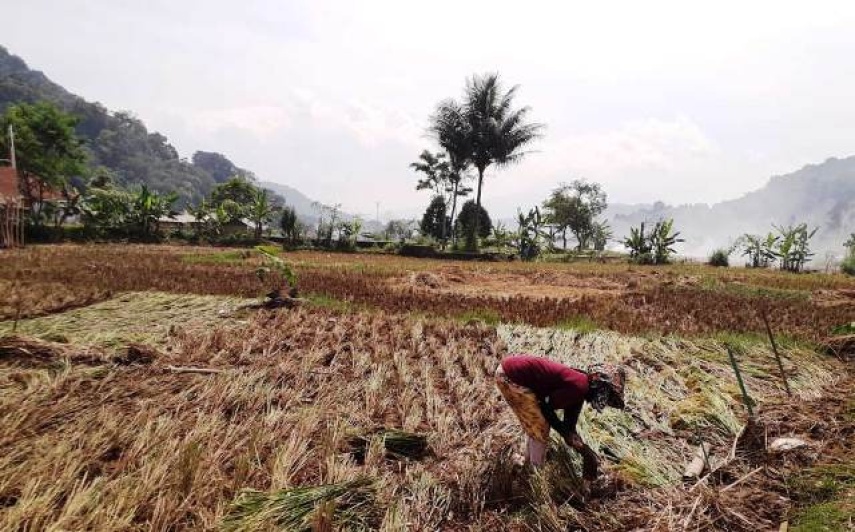 Krisis Air Mengintai Pertanian, 9 Kecamatan di Kukar Masuk Pemetaan Risiko Gagal Panen