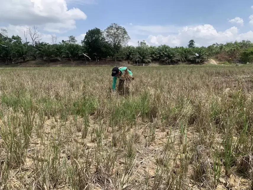 Dampak El Nino, 40 Hektare Sawah di Kawasan IKN Alami Kekeringan Parah