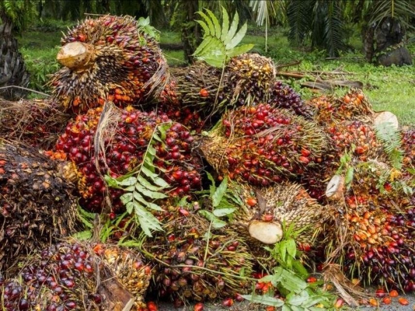 Dekati Batas Ekologis 18,15 Juta Hektare, Tambahan Lahan Sawit Berisiko Pacu Deforestasi dan Konflik