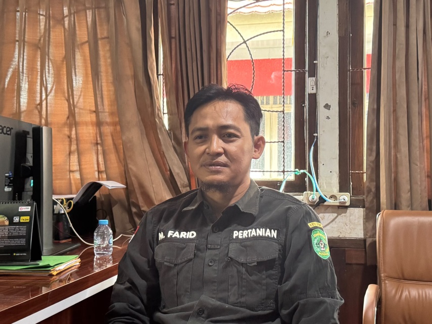 Metode Tebar Benih Padi Langsung di Kala Air Danau Semayang Menyusut