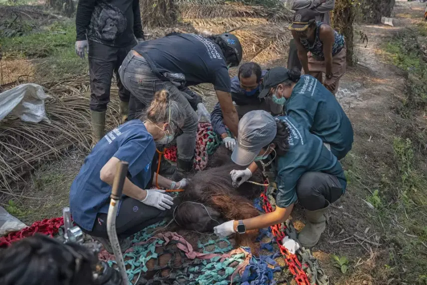 Terpapar Asap Karhutla di Ketapang, Orang Utan Sempurna Mati Akibat Kerusakan Paru-Paru