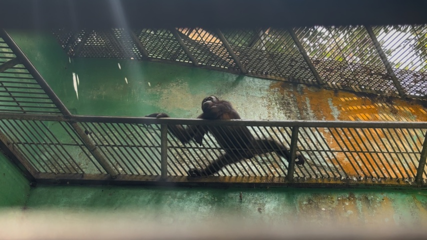 Kebakaran Rambat ke Kawasan Rehabilitasi, 11 Orangutan di Samboja Dievakuasi dalam Dua Jam