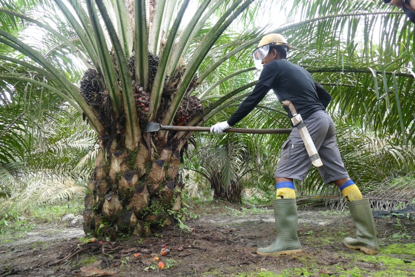 Program B50 Dinilai Jadi Peluang Strategis Hilirisasi Sawit dan Ketahanan Energi