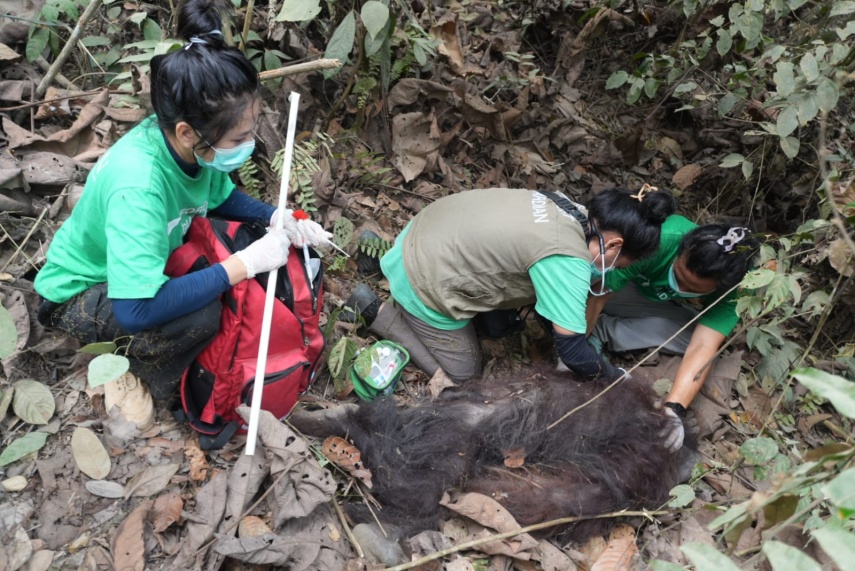Dampak Kemarau Ekstrem di Kaltim, 2 Orang Utan Terdorong Keluar Habitat