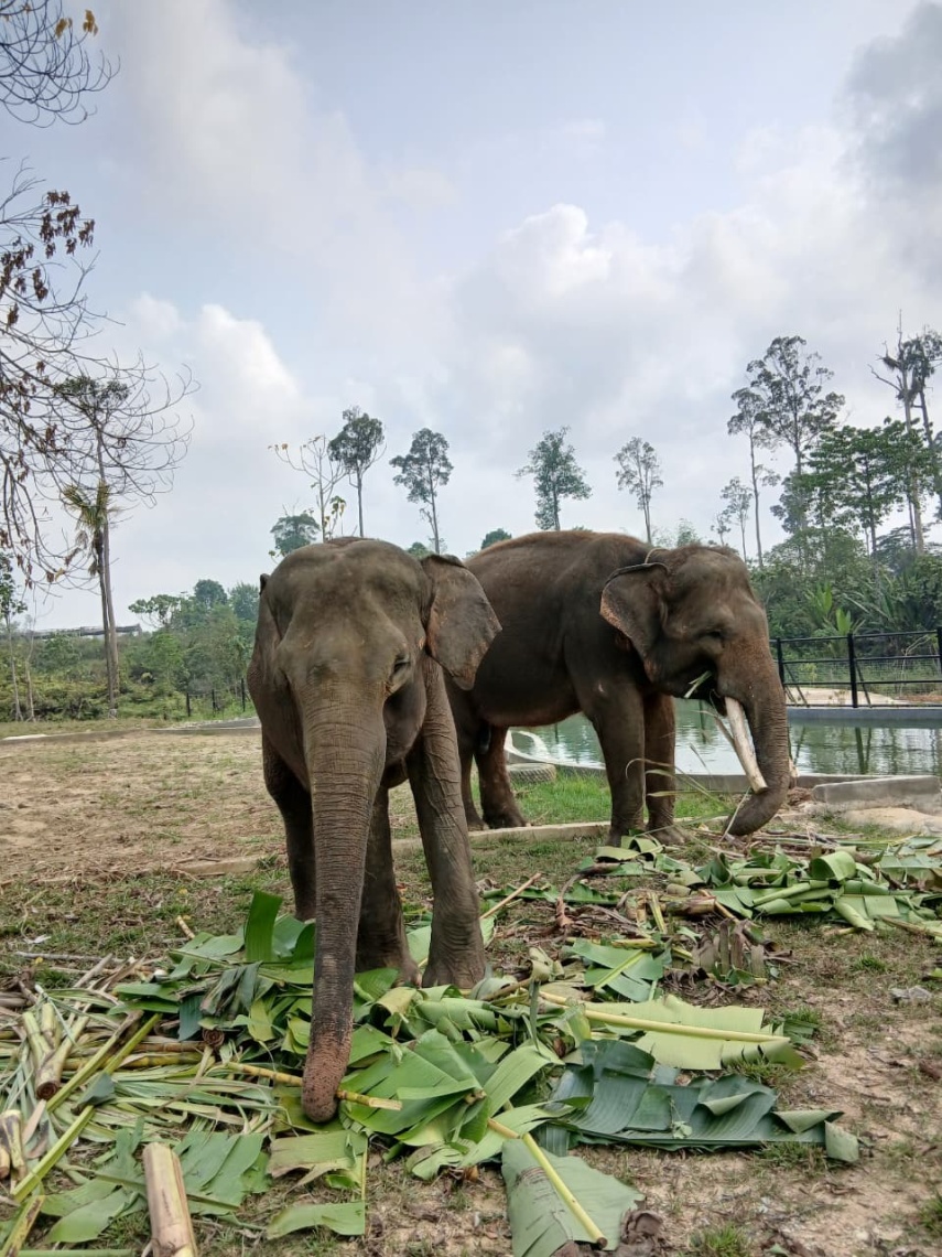 BKSDA Kaltim Ungkap Alasan Gajah Deo dan Sinta Dipindah dari Yogyakarta ke Tabang Zoo
