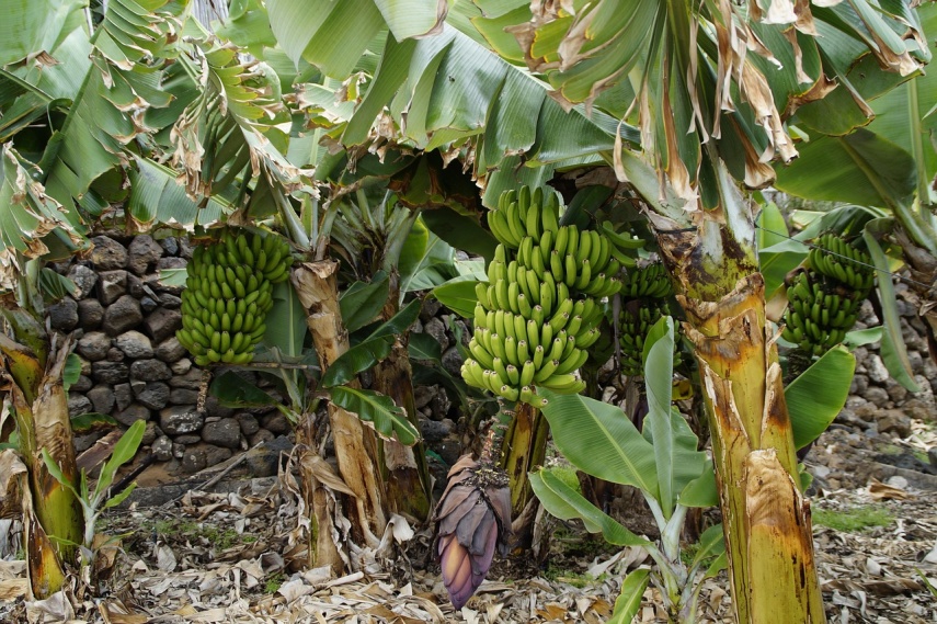 Diserang Penyakit Fusarium dan Layu Bakteri, Produksi Pisang di Kaltim Anjlok Hingga 60 Persen