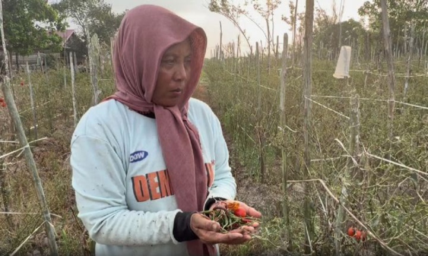 Terkendala Cuaca Ekstrem dan Kekeringan, Penanaman Bantuan Benih Pusat di Berau Terpaksa Ditunda