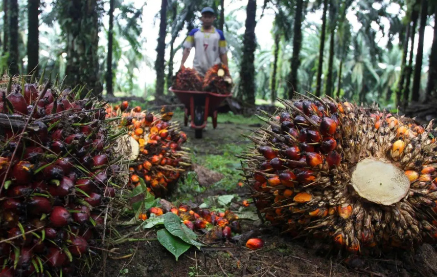 Naik Signifikan, Harga TBS Sawit Kaltim Periode II September 2026 Tembus Rp3.617 per Kg